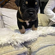 Chanel participe au concours pour gagner de l'argent avec cette photo : puppy, dog, pet, indoor, couch, blanket, furniture, stairs, wood, cute, small, black_and_tan, fur, young, animal, cozy, person_partial, white_shirt, home, soft