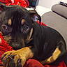 animal, black, blanket, companion, couch, cozy, cute, dog, domestic_animal, ears, fur, indoor, paw, pet, puppy, red, resting, sleepy, tan, young