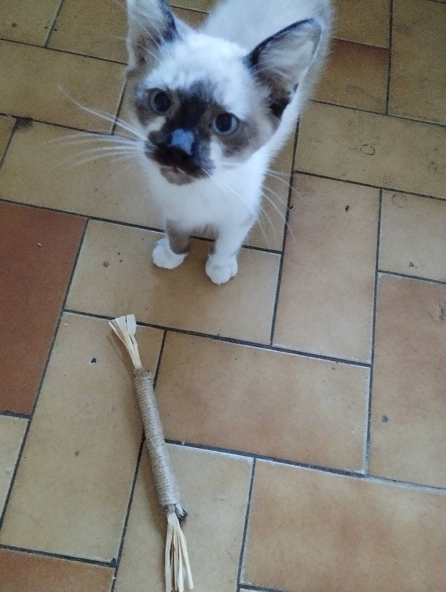 Bueno a rejoint le concours — aidez-le/la à gagner de superbes lots ! balinese, carnivore, cat, companion_dog, domestic_short_haired_cat, eye, fawn, felidae, floor, flooring, fur, line, road_surface, siamese, small_to_medium_sized_cats, snout, tail, thai, tile_flooring, whiskers