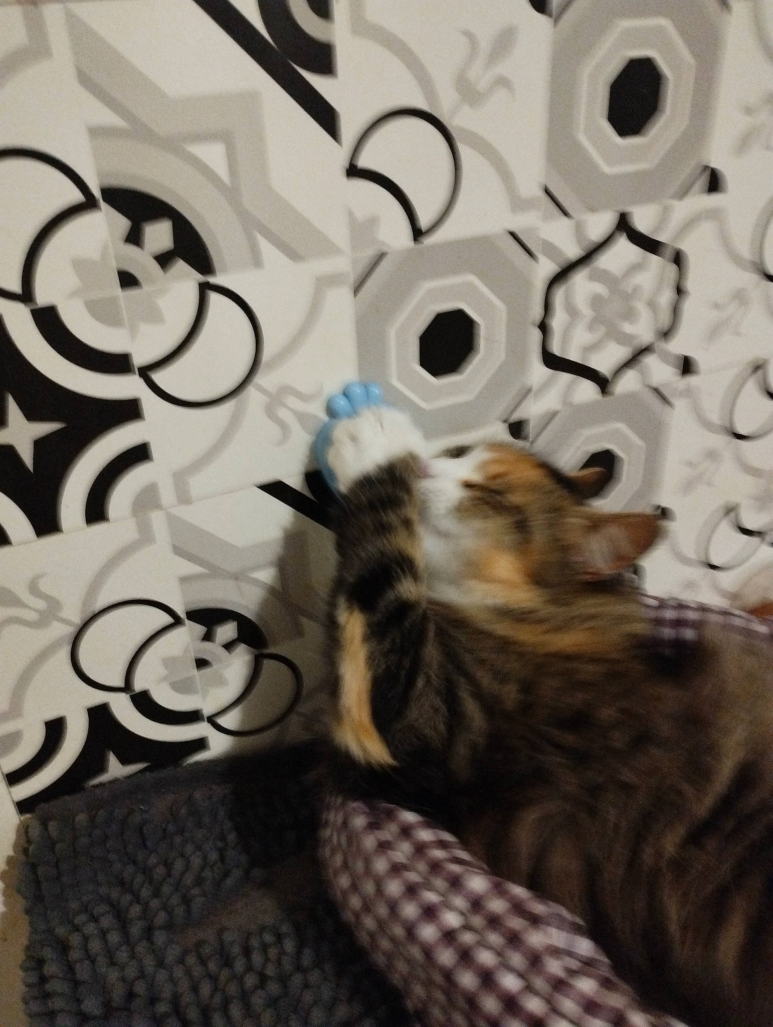 Duchesse a rejoint le concours — aidez-le/la à gagner de superbes lots ! art, carnivore, cat, comfort, domestic_short_haired_cat, felidae, font, fur, grey, interior_design, linens, monochrome, monochrome_photography, pattern, room, small_to_medium_sized_cats, tail, tree, whiskers, wood