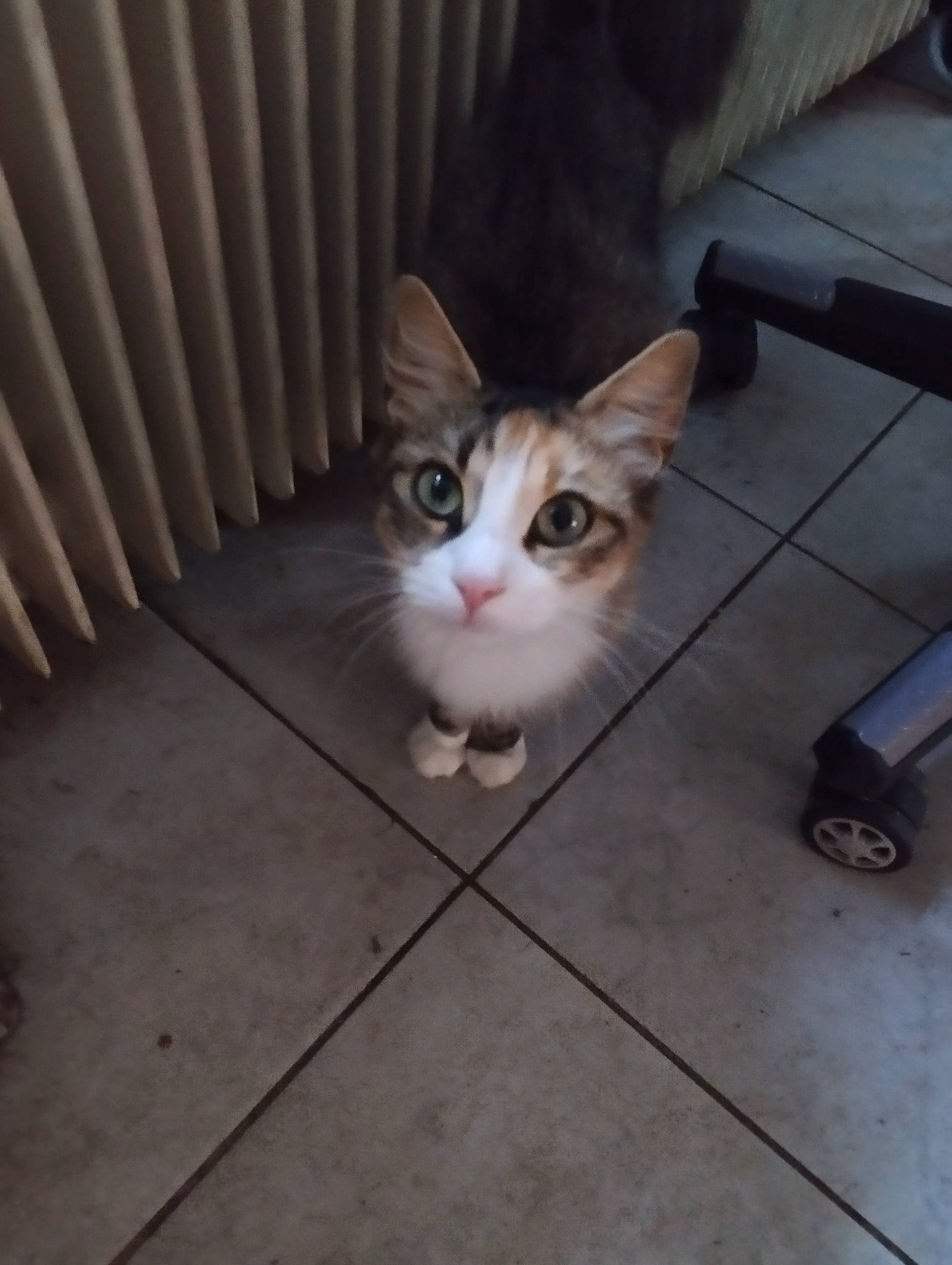 Duchesse participe au concours pour gagner de l'argent avec cette photo : box, carnivore, cat, domestic_short_haired_cat, fawn, felidae, floor, flooring, fur, grey, hardwood, metal, paw, road_surface, sitting, small_to_medium_sized_cats, snout, tail, whiskers, wood