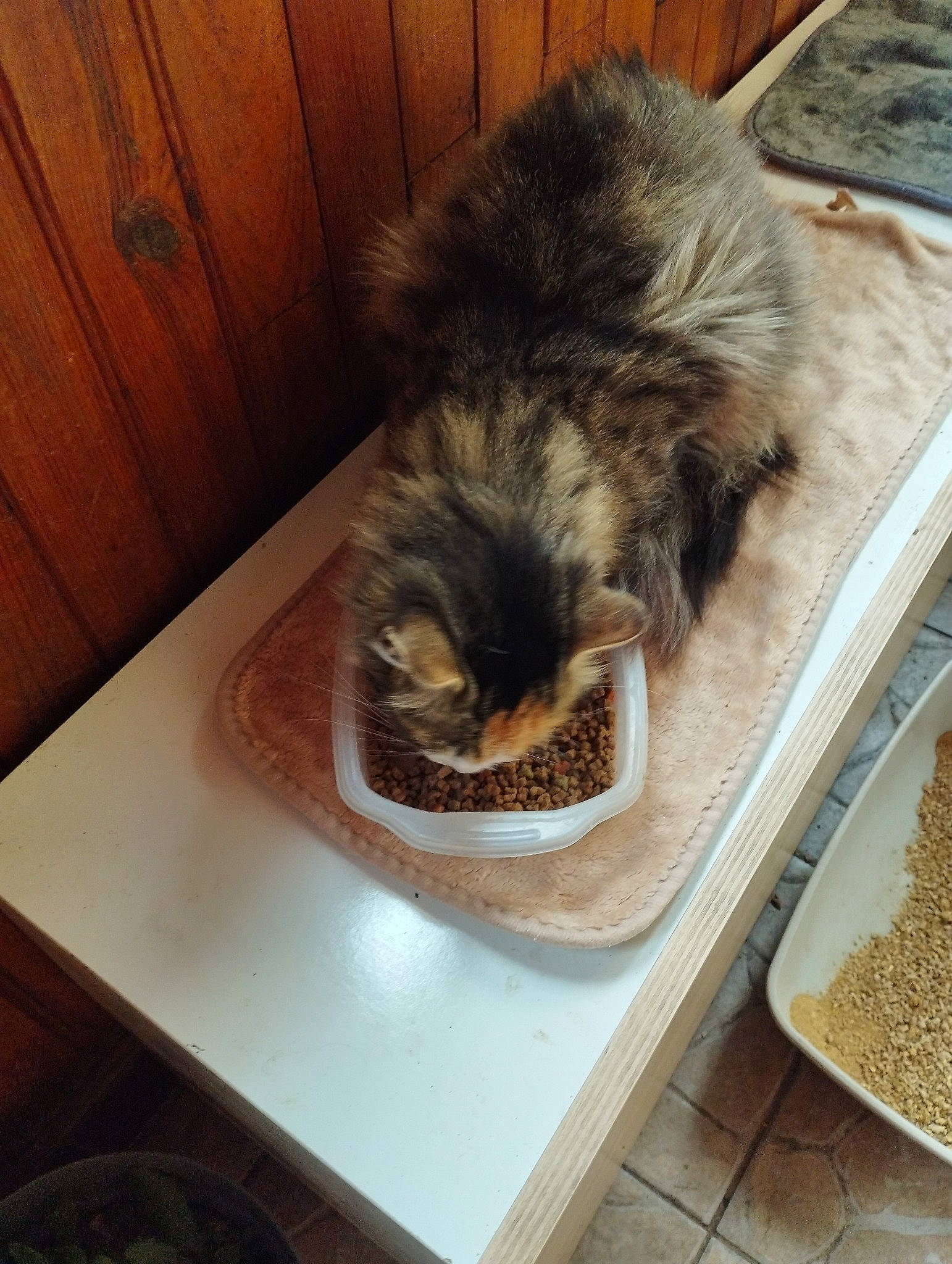 Duchesse a rejoint le concours — aidez-le/la à gagner de superbes lots ! animal_feed, animal_shelter, canidae, carnivore, cat_supply, claw, companion_dog, domestic_short_haired_cat, felidae, flooring, fur, hardwood, pet_supply, small_to_medium_sized_cats, snout, sporting_group, tail, terrestrial_animal, whiskers, wood