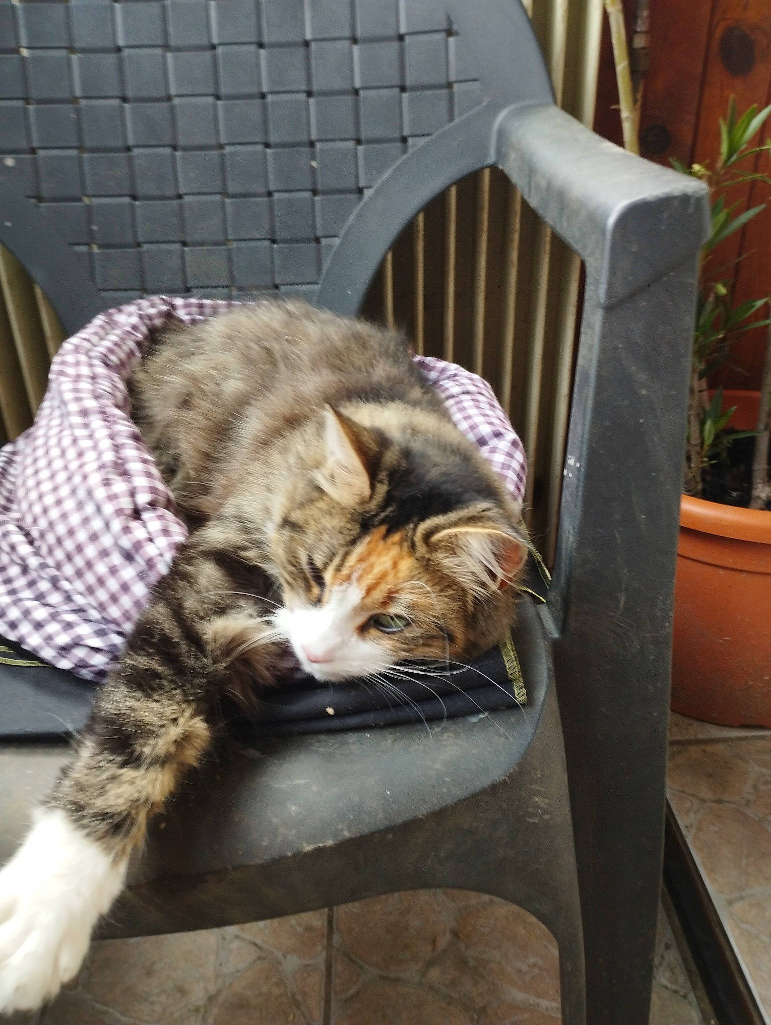 Duchesse a rejoint le concours — aidez-le/la à gagner de superbes lots ! carnivore, cat, chair, comfort, companion_dog, domestic_short_haired_cat, felidae, flowerpot, fur, grass, houseplant, outdoor_furniture, plant, sitting, small_to_medium_sized_cats, snout, tail, whiskers, window, wood