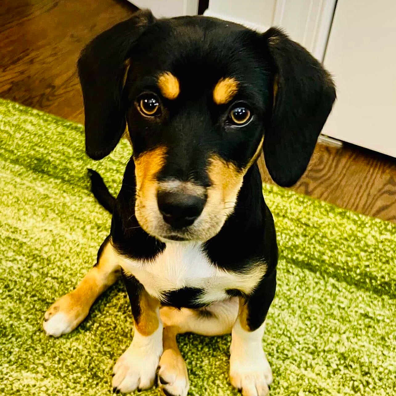 Ella