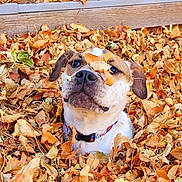 Lucy is registered to the contest to win money with this photo: dog, autumn, leaves, playful, outdoor, fall, pet, brown, white, collar, nature, wooden_fence, cute, animal, leaf_pile, seasonal, portrait, expression, fun, curious
