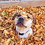 dog, autumn, leaves, playful, outdoor, fall, pet, brown, white, collar, nature, wooden_fence, cute, animal, leaf_pile, seasonal, portrait, expression, fun, curious