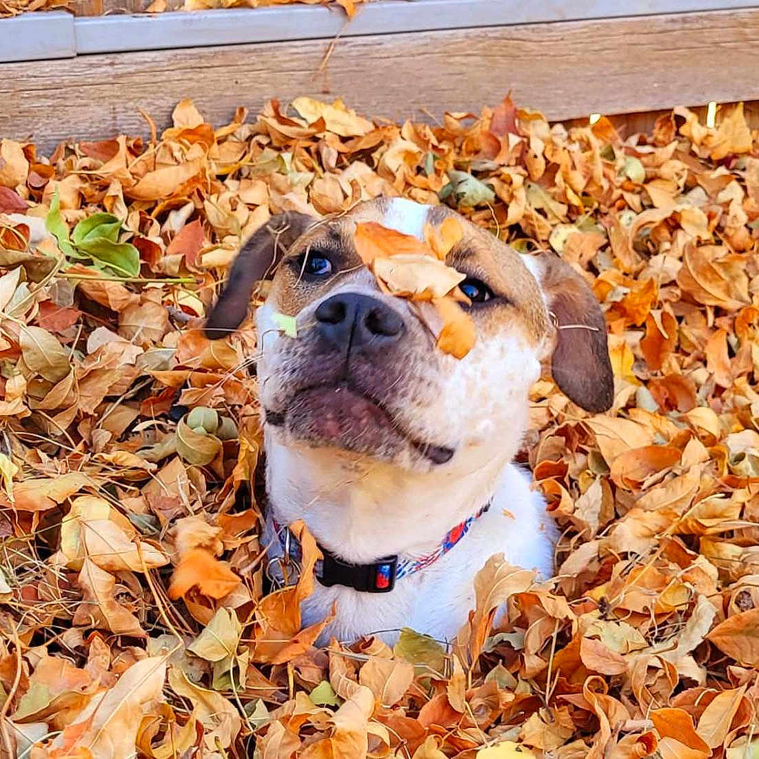 Lucy is registered to the contest to win money with this photo: animal, autumn, brown, collar, curious, cute, dog, expression, fall, fun, leaf_pile, leaves, nature, outdoor, pet, playful, portrait, seasonal, white, wooden_fence