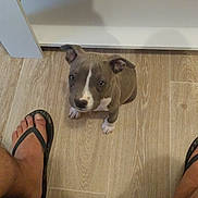 Ava participe au concours pour gagner de l'argent avec cette photo : puppy, dog, indoor, wooden_floor, pet, animal, brown_floor, curious, small_dog, white_paws, gray_coat, looking_up, person, feet, flip_flops, casual, cute, flooring, home, companion