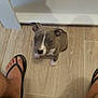 animal, brown_floor, casual, companion, curious, cute, dog, feet, flip_flops, flooring, gray_coat, home, indoor, looking_up, person, pet, puppy, small_dog, white_paws, wooden_floor
