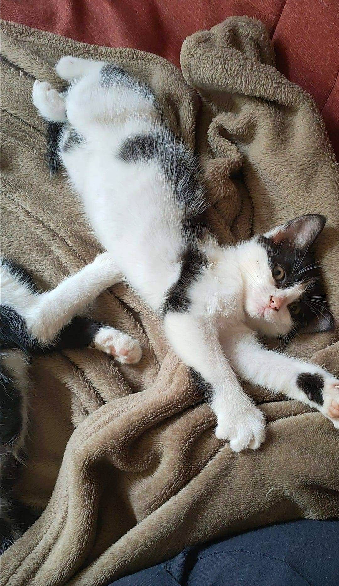 Lucifer participe au concours pour gagner de l'argent avec cette photo : carnivore, cat, claw, comfort, domestic_short_haired_cat, felidae, foot, fur, grey, human_leg, mammal, nap, paw, sleep, small_to_medium_sized_cats, snout, tail, textile, vertebrate, whiskers