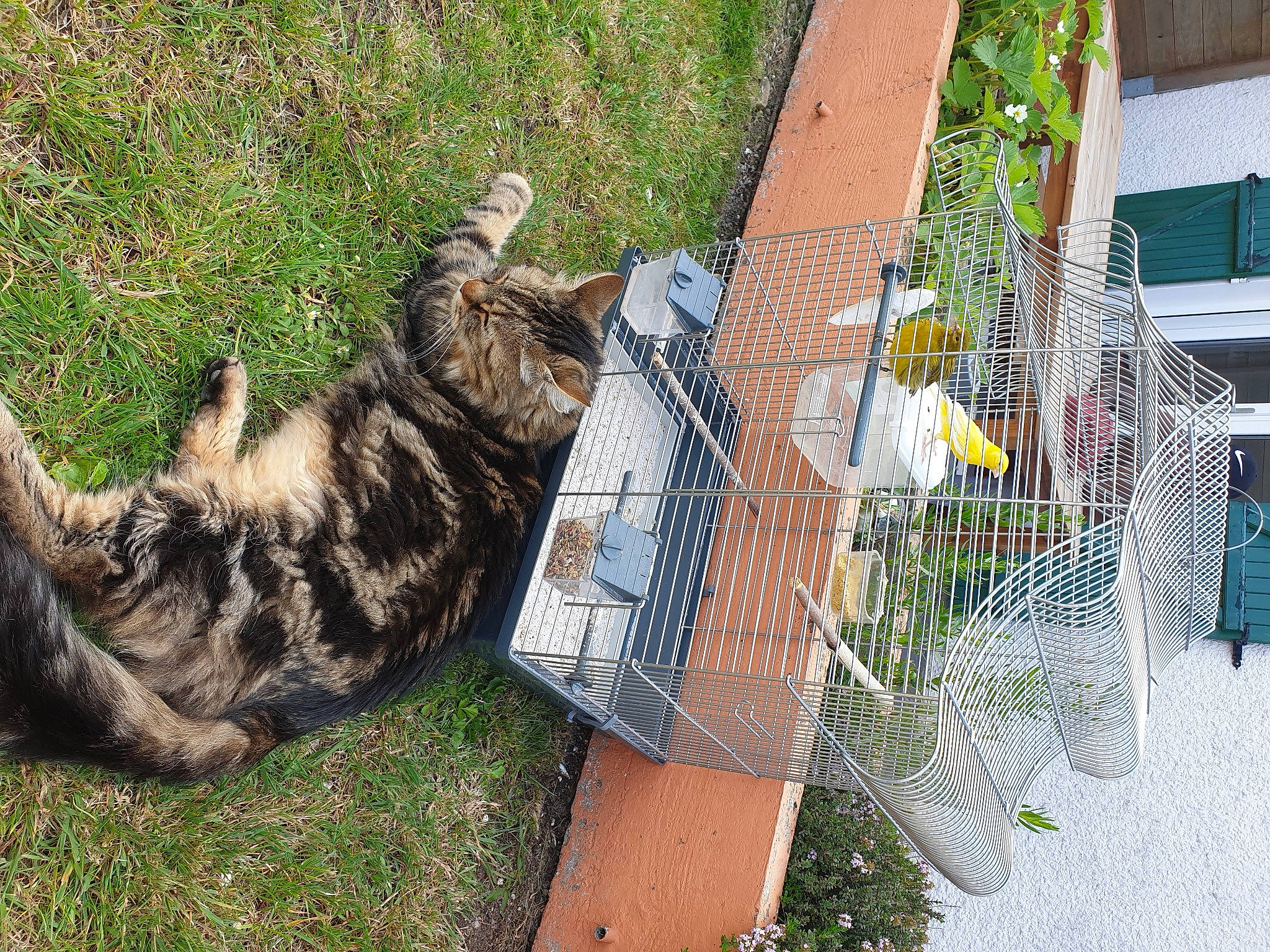 Bébéyou a rejoint le concours — aidez-le/la à gagner de superbes lots ! aegean_cat, bengal, carnivore, cat, domestic_short_haired_cat, dragon_li, european_shorthair, felidae, fur, grass, ocicat, organism, plant, small_to_medium_sized_cats, tabby_cat, tail, toyger, tree, whiskers, wild_cat