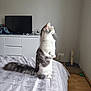 Ally participe au concours pour gagner de l'argent avec cette photo : bed, bedspread, cat, cozy, curious, dresser, feline, fluffy, fur, gray, home, indoor, looking_out_window, pet, scratching_post, sitting, tail, television, white, wood_floor