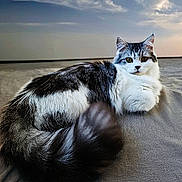 Ally a rejoint le concours — aidez-le/la à gagner de superbes lots ! animal, cat, clouds, cute, ears, feline, fluffy, fur, mammal, nature, outdoor, pet, portrait, relaxing, resting, sand, sky, sunset, tail, whiskers
