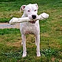 Ozak participe au concours pour gagner de l'argent avec cette photo : dog, white_dog, bone, toy, grass, outdoor, pet, animal, canine, playful, nature, lawn, mammal, standing, mouth, chew_toy, cute, friendly, daytime, domestic_animal