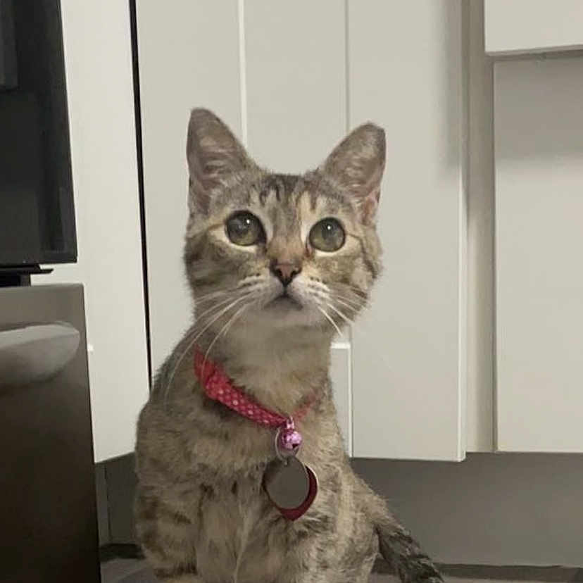 Bambi joined the competition — help win amazing prizes! abyssinian, accessories, advertisement, animal, cat, computerhardware, doctor, egyptiancat, electronics, hardware, indoors, kitten, manx, monitor, pet, poster, screen, strap, text, tv