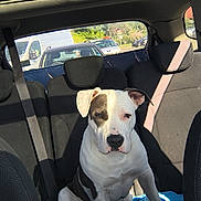 Venom a rejoint le concours — aidez-le/la à gagner de superbes lots ! dog, car, backseat, seatbelt, sunlight, blanket, white, brown, canine, pet, animal, window, outdoor, transportation, vehicle, interior, sitting, portrait, companion, domestic