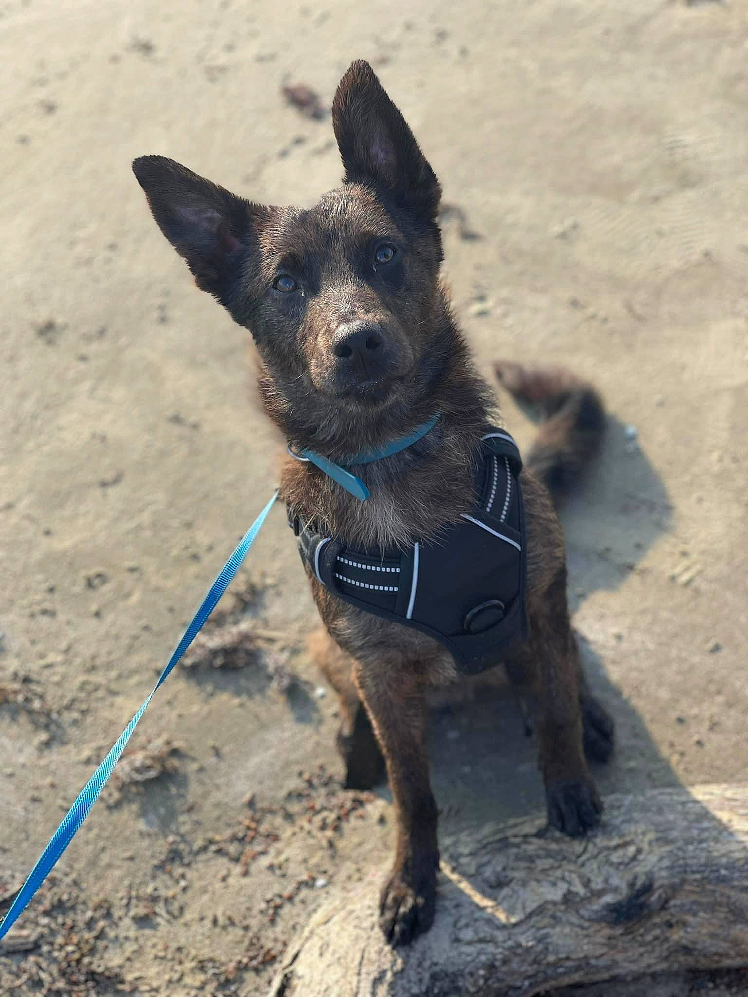 Tanjiro is registered to the contest to win money with this photo: canidae, carnivore, collar, companion_dog, dog, dog_breed, dog_collar, dog_supply, electric_blue, fawn, leash, liver, pet_supply, snout, soil, sporting_group, terrestrial_animal, walking, working_animal, working_dog