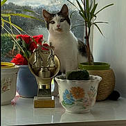Jasper is registered to the contest to win money with this photo: animal, cat, ceramic_pot, cloud, curious, decor, flower, flower_pot, greenery, indoor, nature, pet, plant, sky, sunlight, tabby_cat, table, trophy, white_cat, window