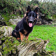 Astrale a rejoint le concours — aidez-le/la à gagner de superbes lots ! dog, german_shepherd, pet, animal, tongue_out, moss, log, tree_stump, grass, outdoor, nature, rock, cliff, portrait, sitting, erect_ears, furry, brown_and_black, canine, field