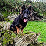 dog, german_shepherd, pet, animal, tongue_out, moss, log, tree_stump, grass, outdoor, nature, rock, cliff, portrait, sitting, erect_ears, furry, brown_and_black, canine, field