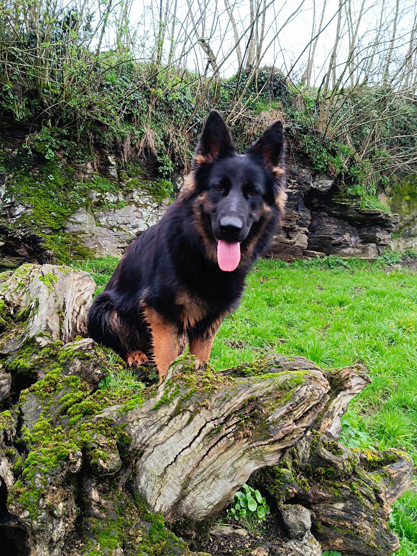 Astrale a rejoint le concours — aidez-le/la à gagner de superbes lots ! dog, german_shepherd, pet, animal, tongue_out, moss, log, tree_stump, grass, outdoor, nature, rock, cliff, portrait, sitting, erect_ears, furry, brown_and_black, canine, field