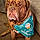 Turner Hooch