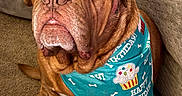 Turner Hooch joined the competition — help win amazing prizes! animal, bandana, birthday, birthday_bandana, brown_dog, canine, carpet, celebration, close_up, couch, cute, dog, indoor, large_dog, looking_up, pet, pet_smart, portrait, sitting, wrinkled_face