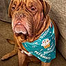 animal, bandana, birthday, birthday_bandana, brown_dog, canine, carpet, celebration, close_up, couch, cute, dog, indoor, large_dog, looking_up, pet, pet_smart, portrait, sitting, wrinkled_face