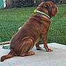 Turner Hooch is registered to the contest to win money with this photo: animal, backyard, brown_dog, bulldog, canine, collar, concrete, daylight, dog, firewood, garden_hose, grass, lawn, outdoor, patio, pet, short_hair, side_view, sitting, woodpile