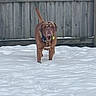 Turner Hooch joined the competition — help win amazing prizes! animal, backyard, brown_dog, canine, cold_weather, collar, dog, fetch, nature, outdoors, pet, playful, portrait, rustic, snow, snowy_ground, standing, tennis_ball, winter, wooden_fence