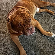 Turner Hooch joined the competition — help win amazing prizes! adorable, animal, brown_dog, bulldog, carpet, closeup, dog, floor, home, indoor, jowls, lying_down, paws, pet, portrait, relaxed, resting, short_coat, sleeping, wrinkles