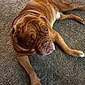 adorable, animal, brown_dog, bulldog, carpet, closeup, dog, floor, home, indoor, jowls, lying_down, paws, pet, portrait, relaxed, resting, short_coat, sleeping, wrinkles