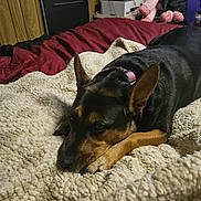 Nala joined the competition — help win amazing prizes! dog, pet, lying_down, blanket, bed, indoor, cozy, resting, furniture, wood_paneling, collar, black_fur, brown_fur, relaxed, canine, domestic_animal, comfort, home, animal, sleepy