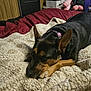 dog, pet, lying_down, blanket, bed, indoor, cozy, resting, furniture, wood_paneling, collar, black_fur, brown_fur, relaxed, canine, domestic_animal, comfort, home, animal, sleepy