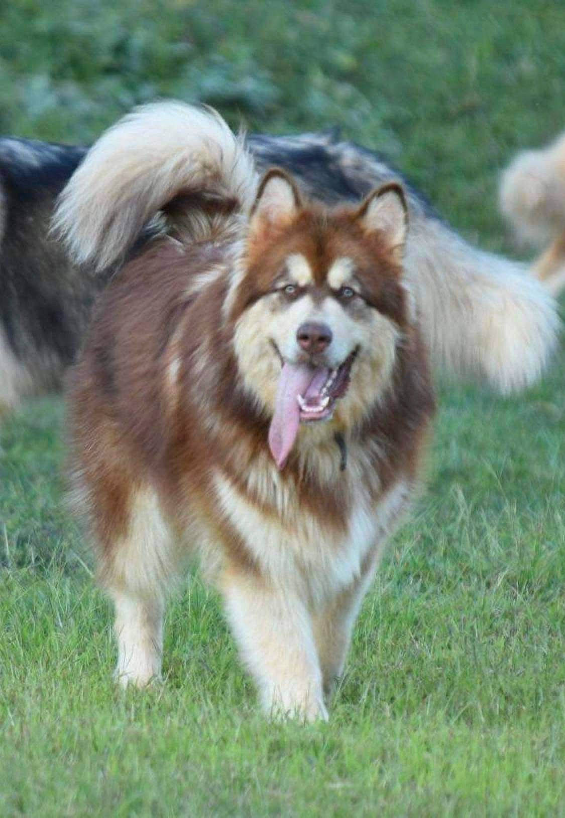 Thanos joined the competition — help win amazing prizes! ancient_dog_breeds, canidae, carnivore, collar, collie, companion_dog, dog, dog_agility, dog_breed, fang, fur, grass, herding_dog, rough_collie, scotch_collie, snout, sporting_group, terrestrial_animal, whiskers, working_dog