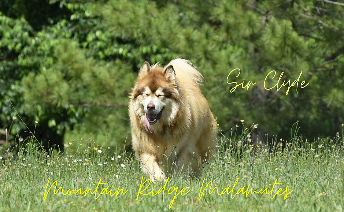 Thanos joined the competition — help win amazing prizes! canidae, carnivore, companion_dog, dog, dog_breed, fawn, german_spitz, german_spitz_klein, german_spitz_mittel, grass, grassland, happy, natural_landscape, plant, snout, spitz, sporting_group, terrestrial_animal, tree, whiskers