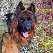 Ulysse participe au concours pour gagner de l'argent avec cette photo : dog, german_shepherd, animal, pet, outdoor, grass, gravel, leaves, fur, tongue, ears, harness, happy, alert, nature, moss, closeup, portrait, canine, walking