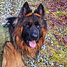 dog, german_shepherd, animal, pet, outdoor, grass, gravel, leaves, fur, tongue, ears, harness, happy, alert, nature, moss, closeup, portrait, canine, walking