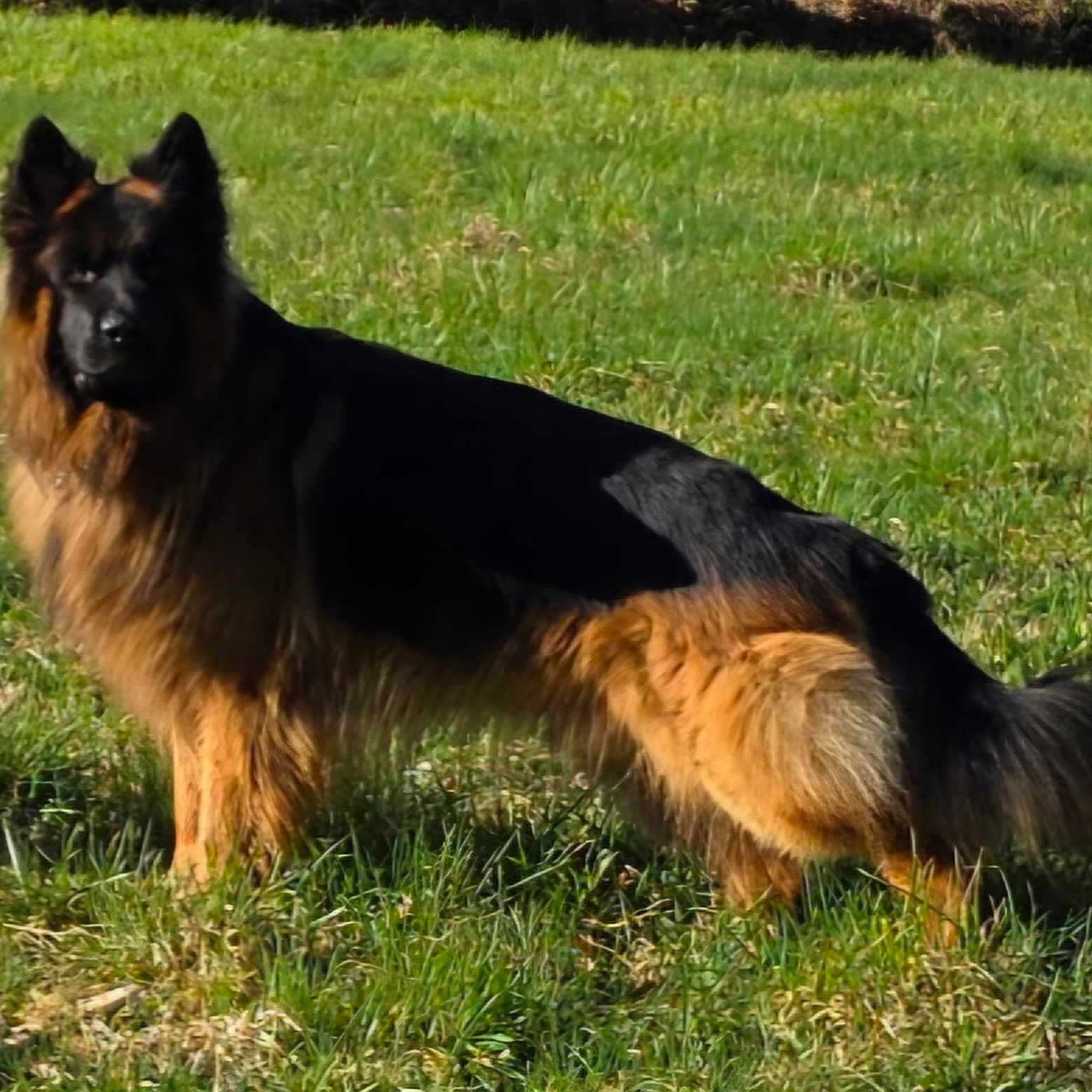 Ulysse