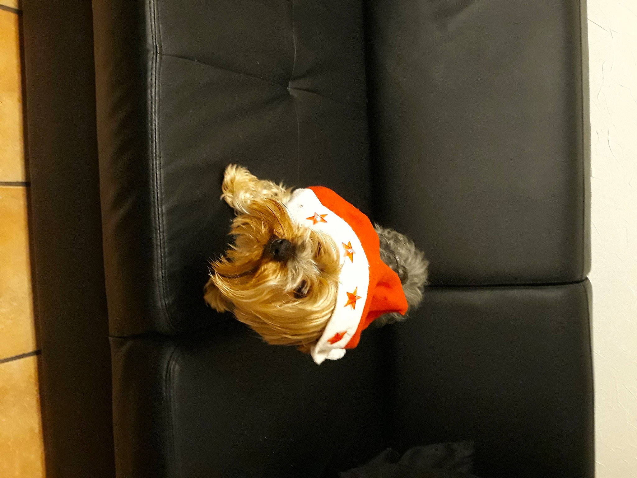 Lilo a rejoint le concours — aidez-le/la à gagner de superbes lots ! brown, carmine, comfort_food, fish, orange, room, still_life_photography, toy, wood