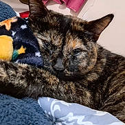 Sana a rejoint le concours — aidez-le/la à gagner de superbes lots ! cat, tortoiseshell, sleepy, cozy, blanket, plush_toy, indoor, feline, pet, fur, closeup, resting, cute, animal, comfort, warm, soft, cuddle, relaxed, snuggle