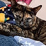 cat, tortoiseshell, sleepy, cozy, blanket, plush_toy, indoor, feline, pet, fur, closeup, resting, cute, animal, comfort, warm, soft, cuddle, relaxed, snuggle