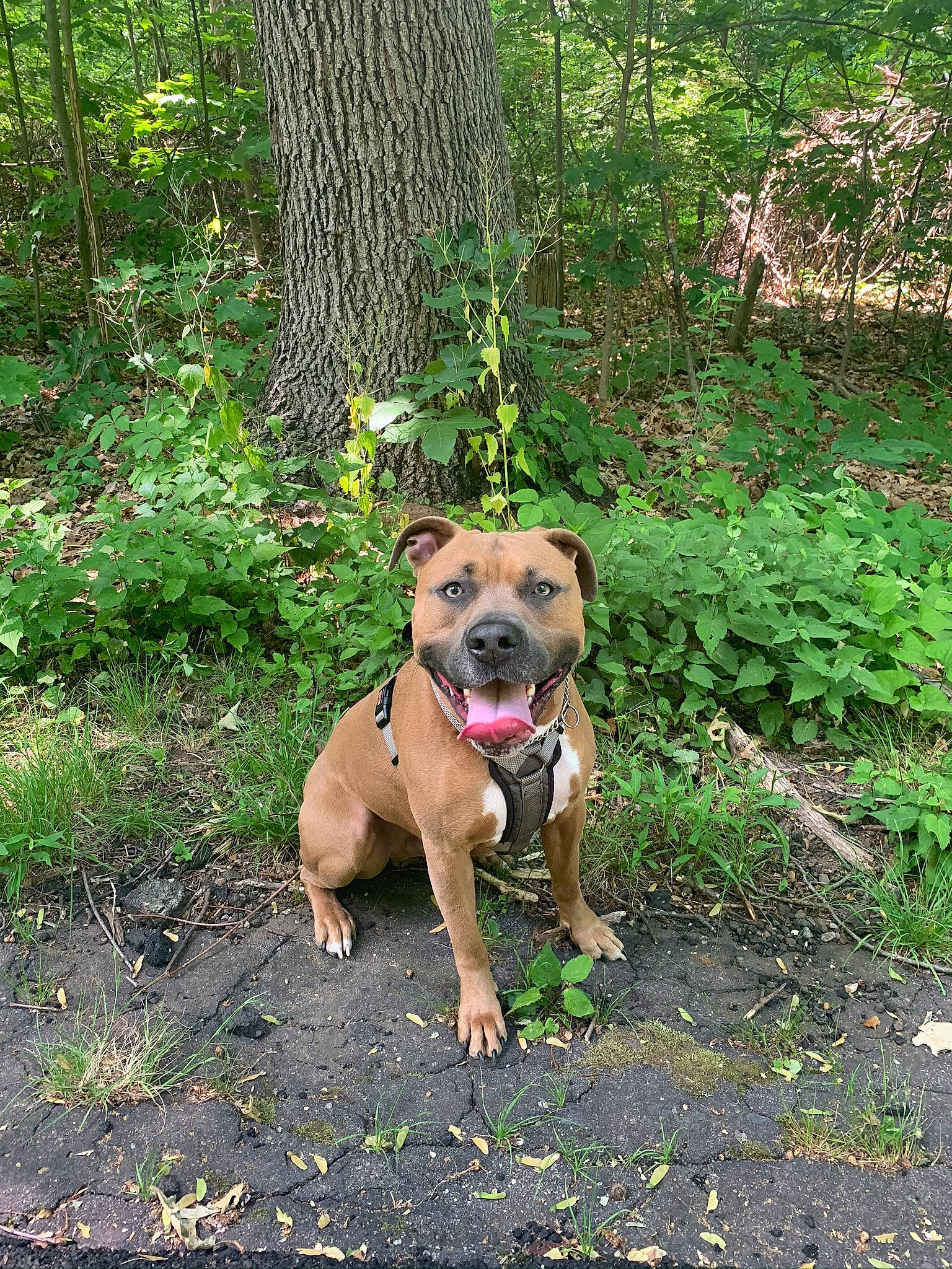 King joined the competition — help win amazing prizes! canidae, carnivore, collar, companion_dog, dog, dog_breed, dog_collar, fawn, forest, grass, groundcover, pet_supply, plant, snout, sporting_group, tail, tree, woodland, working_animal, working_dog