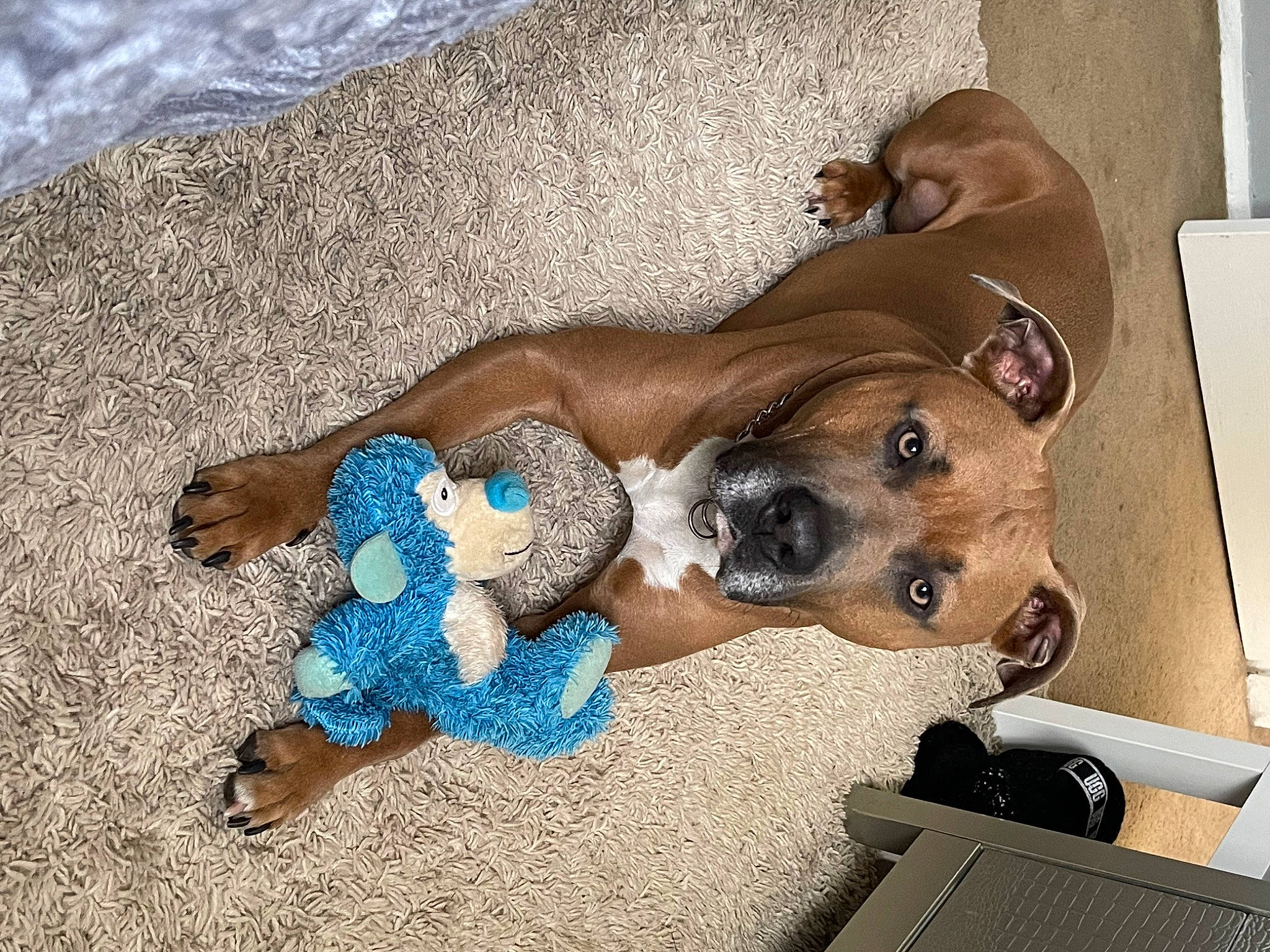 King joined the competition — help win amazing prizes! beach, canidae, carnivore, collar, comfort, companion_dog, dog, dog_breed, dog_supply, fawn, flooring, non_sporting_group, office_supplies, paw, pet_supply, snout, sporting_group, water, working_animal