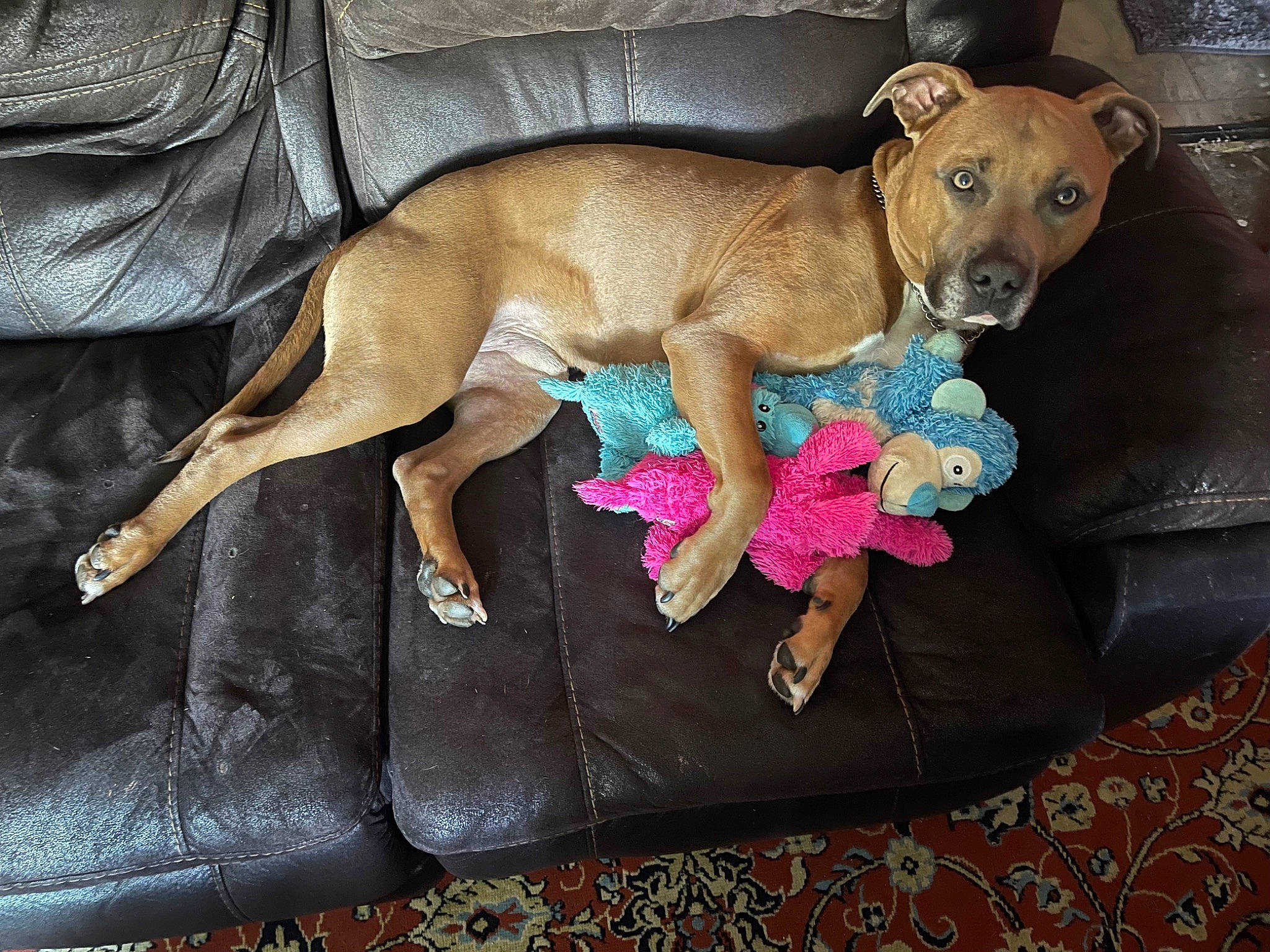 King joined the competition — help win amazing prizes! canidae, carnivore, collar, comfort, companion_dog, dog, dog_breed, dog_clothes, dog_supply, fawn, liver, magenta, non_sporting_group, paw, pet_supply, snout, sporting_group, tail, toy_dog, working_animal