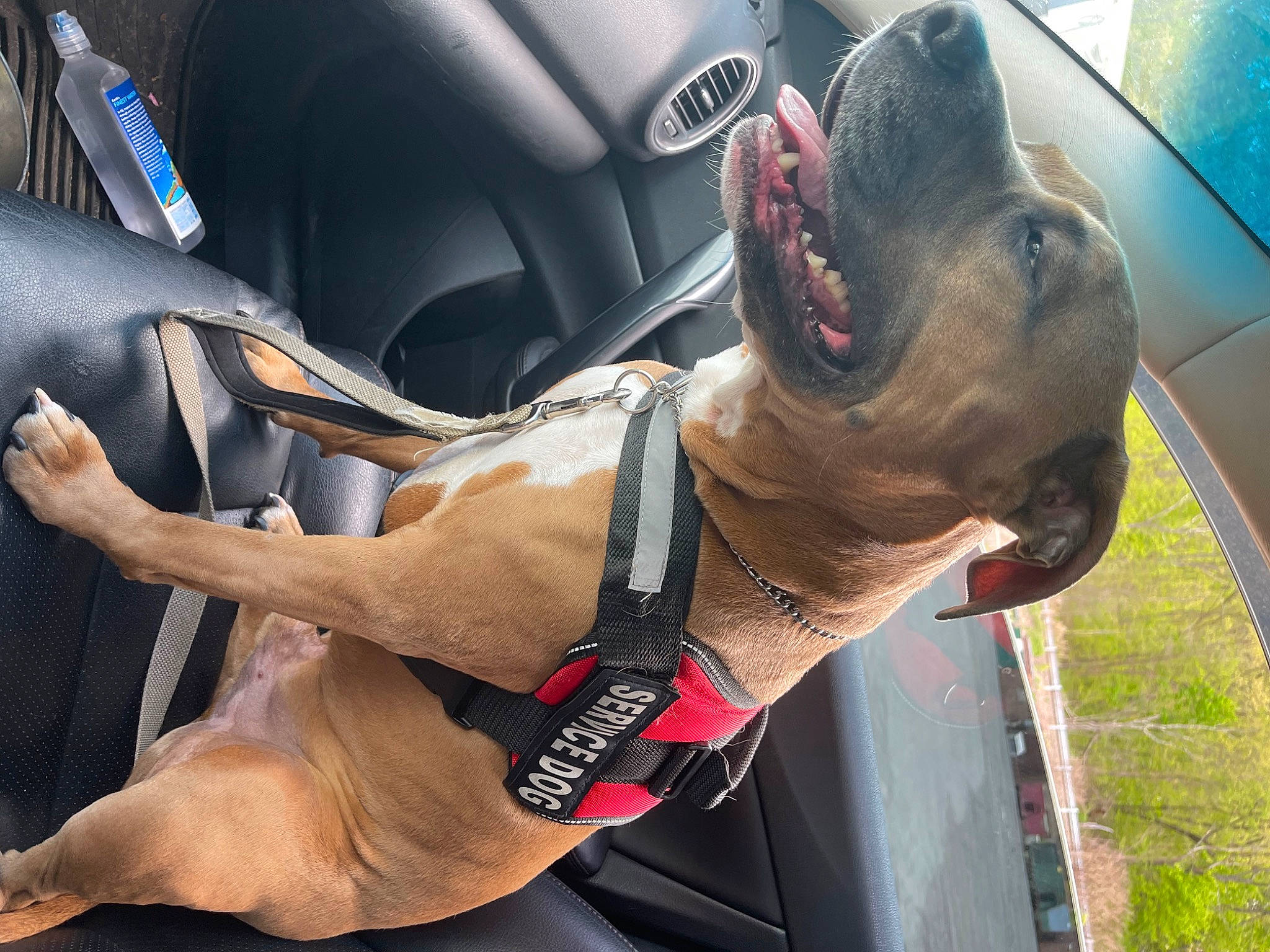 King is registered to the contest to win money with this photo: auto_part, canidae, carnivore, collar, companion_dog, dog, dog_breed, dog_collar, family_car, fawn, guard_dog, human_leg, metal, snout, sport_utility_vehicle, sporting_group, terrestrial_animal, vehicle, vehicle_door, working_animal