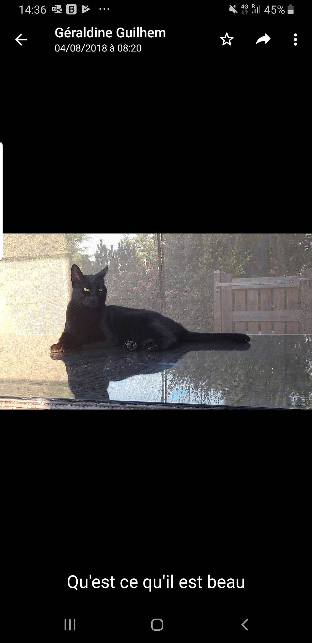 Fifou a rejoint le concours — aidez-le/la à gagner de superbes lots ! black, black_cat, carnivore, cat, domestic_short_haired_cat, felidae, small_to_medium_sized_cats, square, tail, whiskers