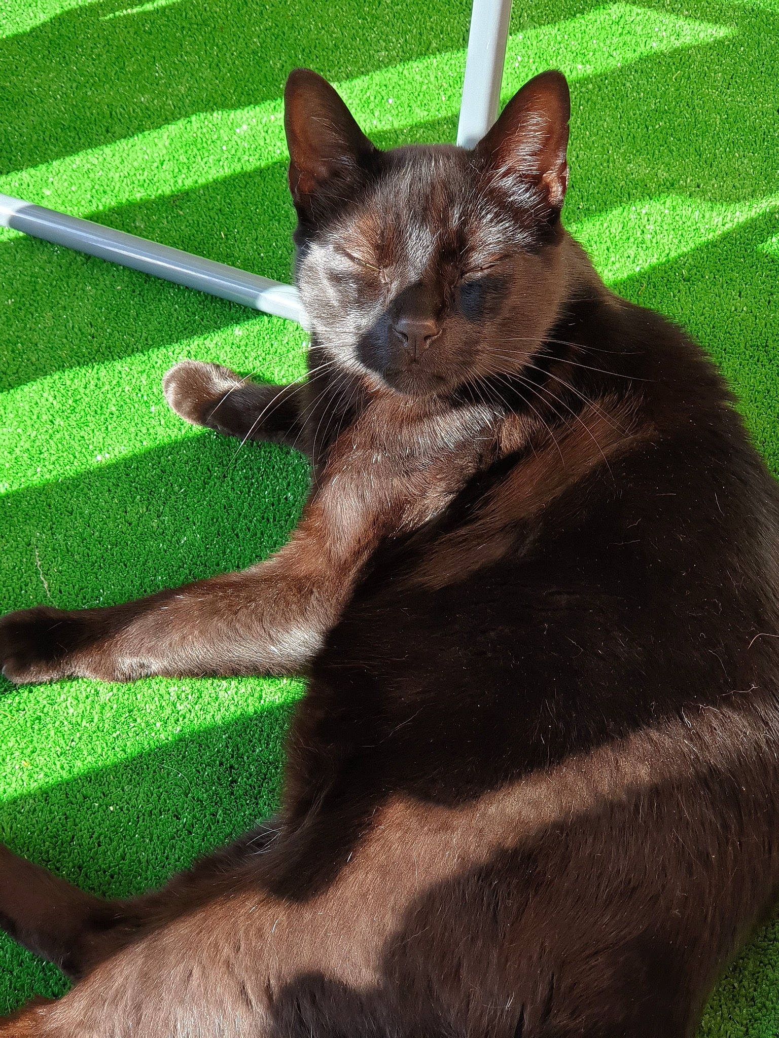 Fifou a rejoint le concours — aidez-le/la à gagner de superbes lots ! asian, black_cat, burmese, carnivore, cat, claw, domestic_short_haired_cat, fawn, felidae, grass, havana_brown, javanese, korat, mammal, plant, small_to_medium_sized_cats, tail, tonkinese, vertebrate, whiskers