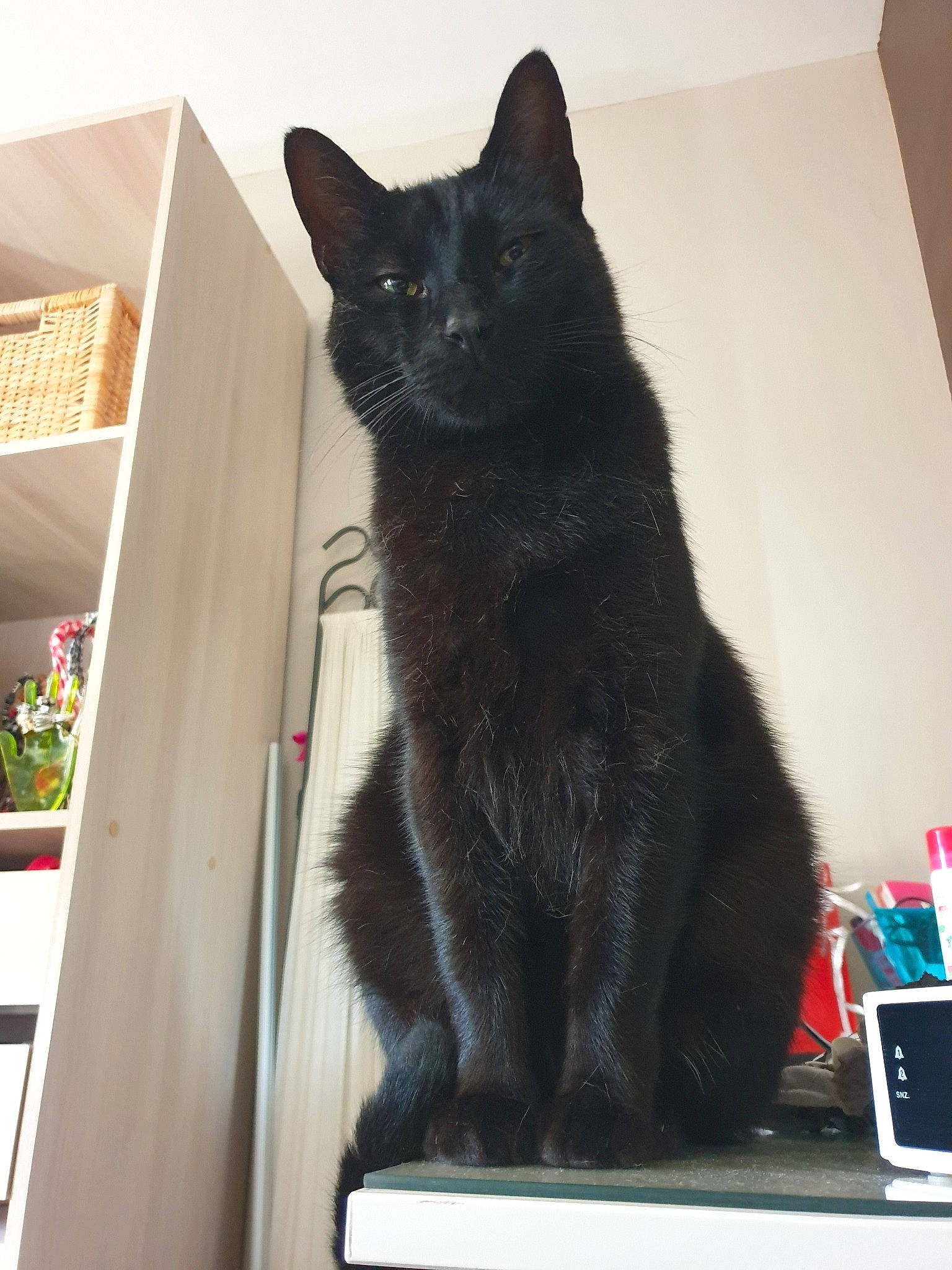 Fifou a rejoint le concours — aidez-le/la à gagner de superbes lots ! black, black_cat, bombay, carnivore, cat, domestic_short_haired_cat, felidae, fur, kitten, korat, mammal, nebelung, polydactyl_cat, small_to_medium_sized_cats, tail, whiskers, window