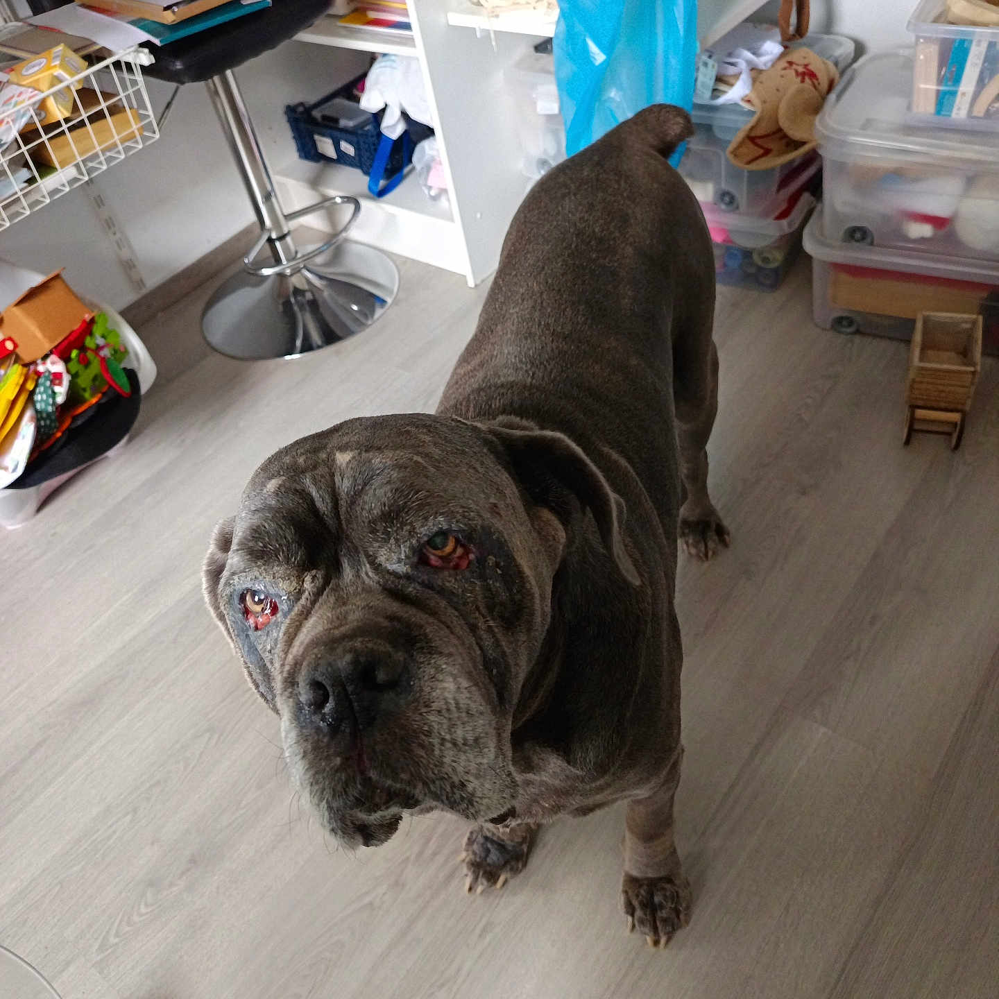 Inaya participe au concours pour gagner de l'argent avec cette photo : accessories, animal, bag, box, boxer, bulldog, canine, clothing, dog, frenchbulldog, furniture, glove, handbag, hardwood, pet, pitbull, pug, shelf, table, wood